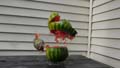 'The Imploding Watermelon' by Anna Grace Snyder